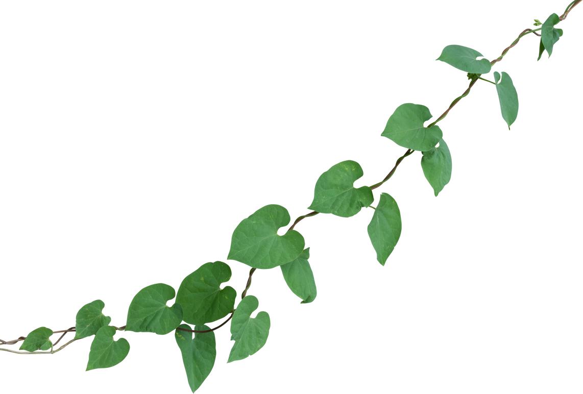 Vine Plant, Green Leaves